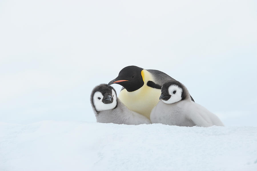 Emperor Penguin Aptenodytes Forsteri #1 Photograph by Martin Ruegner