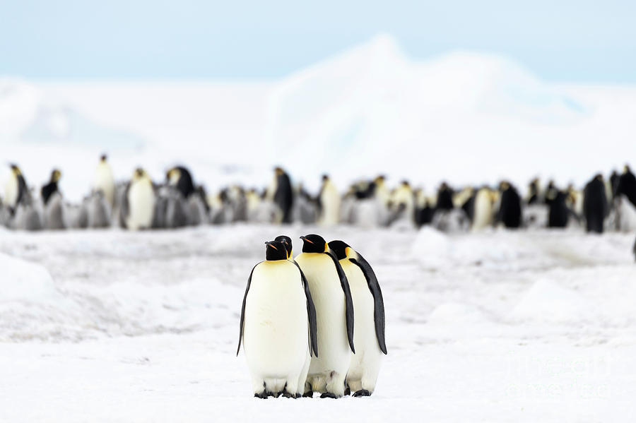 Emperor Penguin Feeding Journey #1 Photograph By Dr P. Marazzi Science 