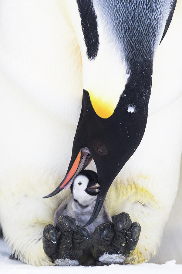Emperor Penguin Male Feeding Chick, Atka Bay, Antarctica Photograph by