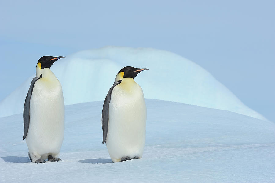 Emperor Penguin #1 Photograph by Raimund Linke