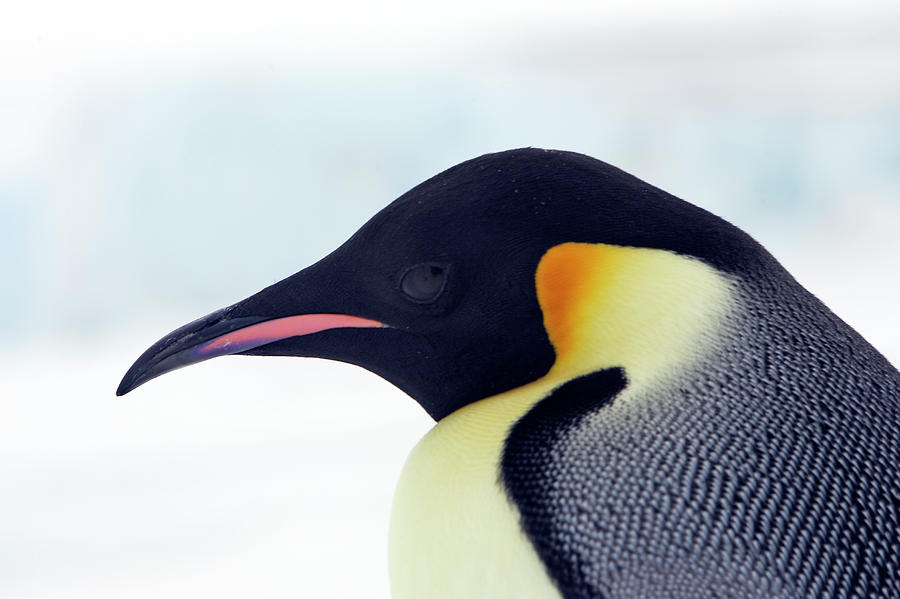 Emperor Penguin Photograph by Sylvain Cordier Emperor Penguin Photograph by Sylvain Cordier