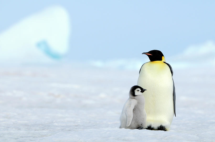 Emperor Penguin Photograph by Tcyuen Emperor Penguin Photograph by Tcyuen