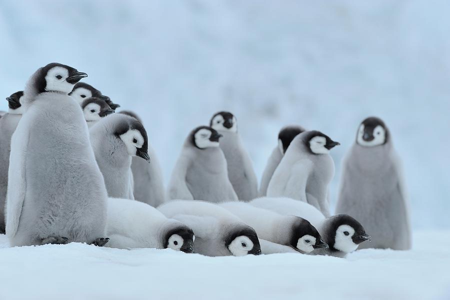 Emperor Penguins Photograph by Raimund Linke - Fine Art America