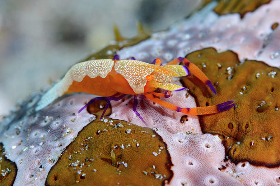 Emperor Shrimp #1 Photograph by Andrew Martinez