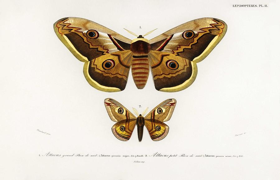 Illustration Painting - Emporor Moths Illustrated By Charles Dessalines D Orbigny 1806-1876 by Celestial Images Illustration Painting - Emporor Moths Illustrated By Charles Dessalines D Orbigny 1806-1876 by Celestial Images