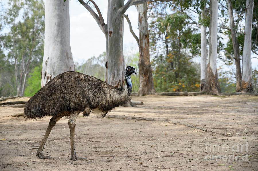 Wildlife Photograph - Emu #1 by Dr P. Marazzi/science Photo Library