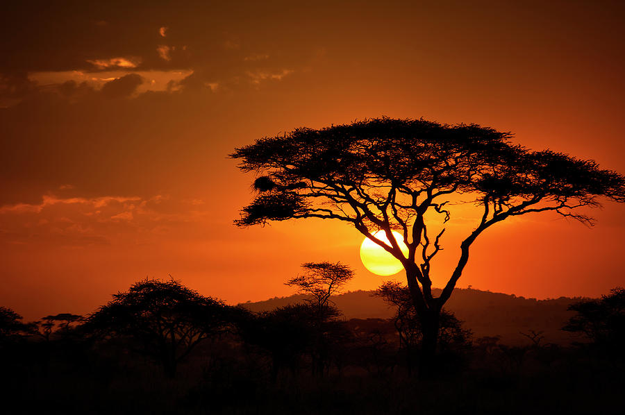 End Of A Safari-day In The Serengeti #1 Photograph by Guenterguni