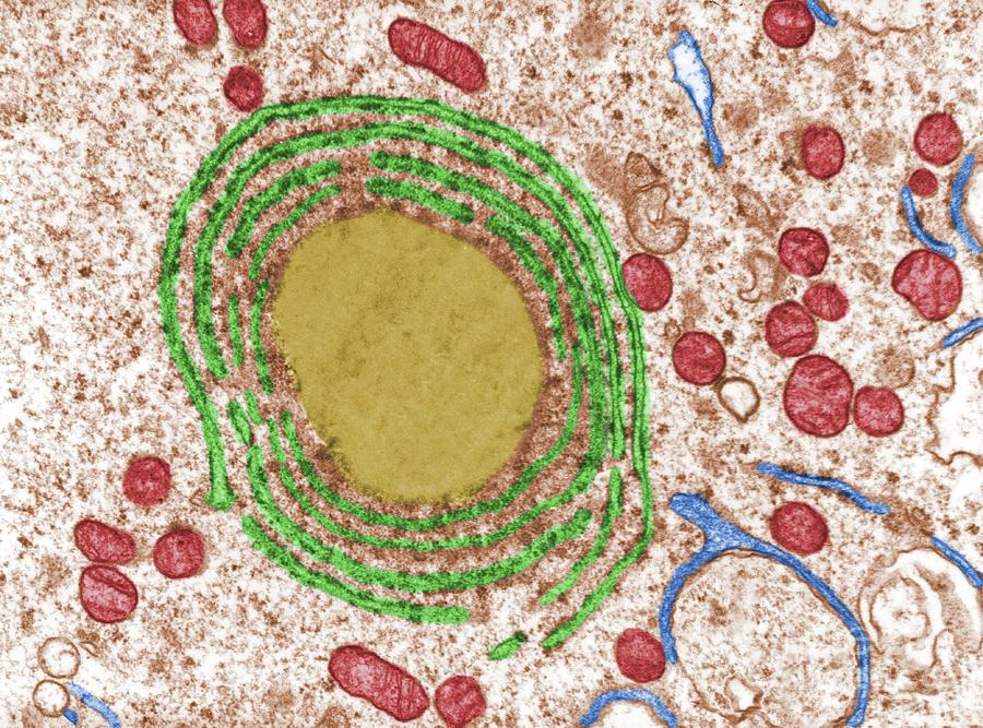 Endoplasmic Reticulum Photograph by Jose Calvo / Science Photo Library ...