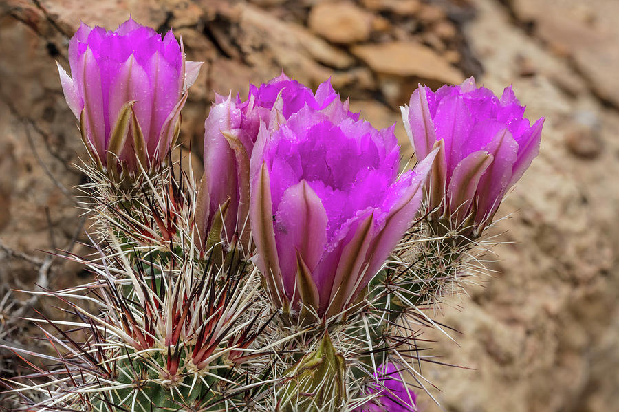 Spring Photograph - Engelmanns Hedgehog Cactus In Full #1 by Chuck Haney