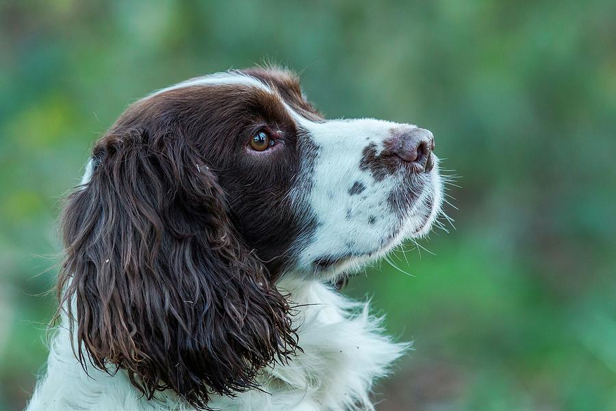 England, Norfolk, Portrait Of Springer Photograph by Sarah Darnell - Pixels