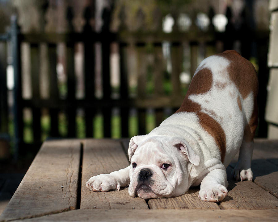 English Bulldog Puppy #1 Photograph by Jody Trappe Photography