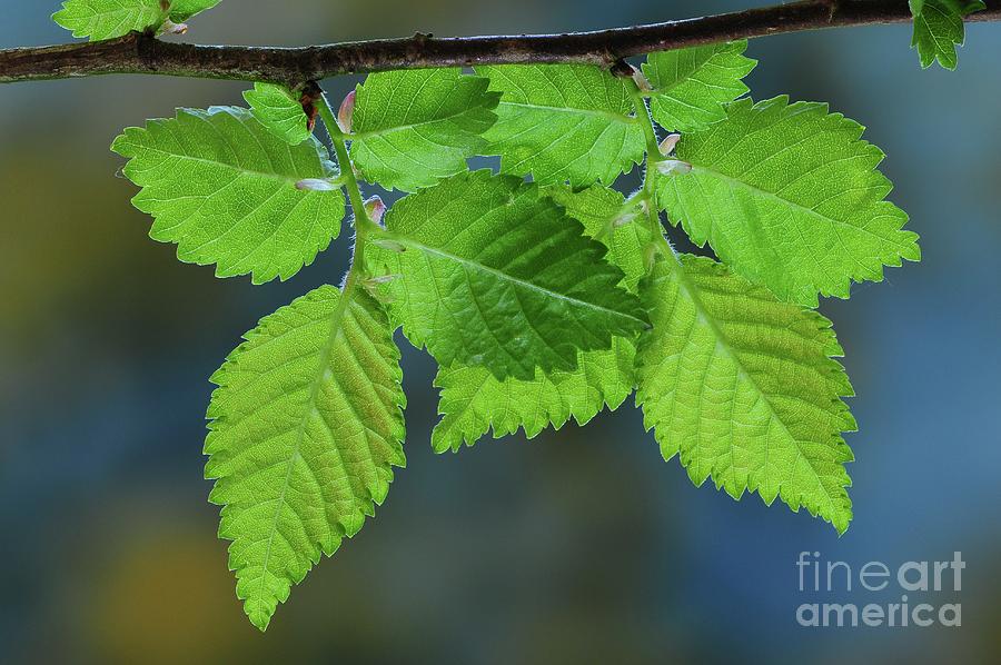 English Elm (ulmus Procera) Photograph by Colin Varndell/science Photo