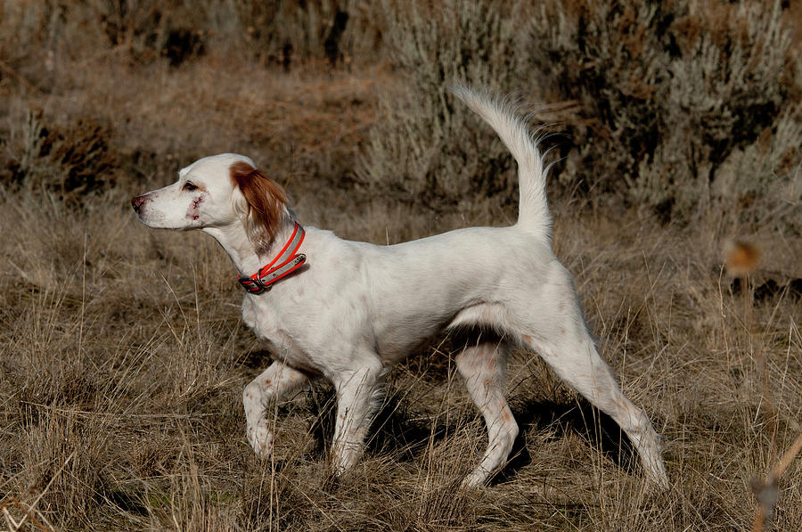 English Setter On Point #1 Photograph by William Mullins