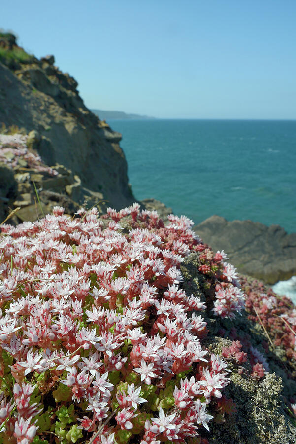 English Stonecrop Clump Flowering On Clifftop, Widemouth #1 Photograph ...