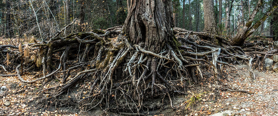 Enormous Tree And Roots By The River #1 Photograph by Alex Grichenko