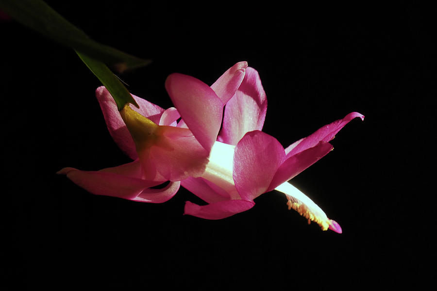 Epiphyllum Photograph - Epiphyllum 1 by Christine AVIGNON Epiphyllum Photograph - Epiphyllum 1 by Christine AVIGNON