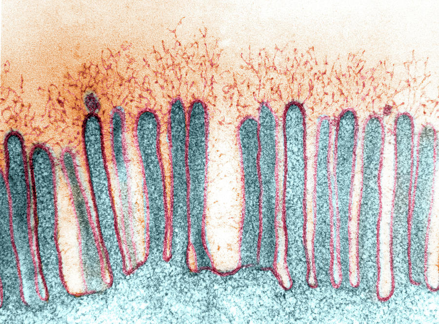 Epithelial Glycocalyx With Branching Photograph by Don Fawcett - Fine ...