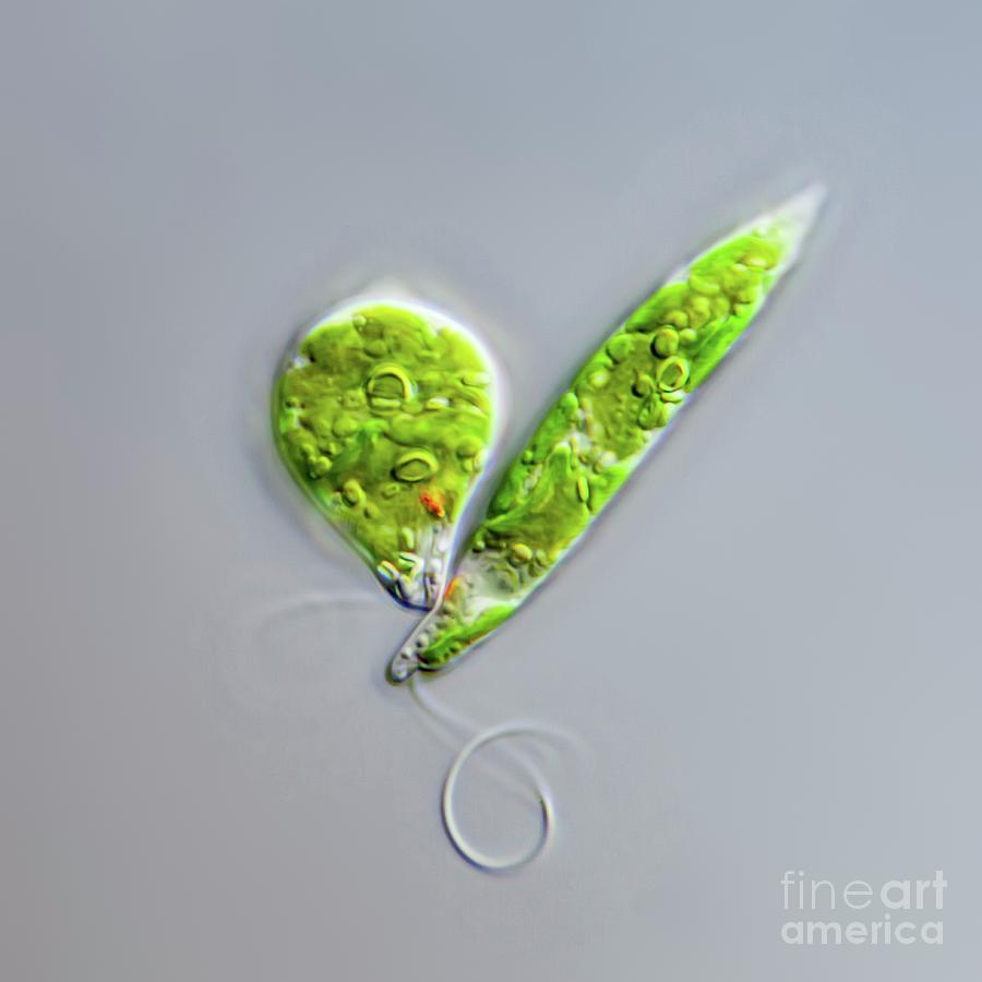 Euglena Gracilis Protist Photograph by Gerd Guenther/science Photo ...