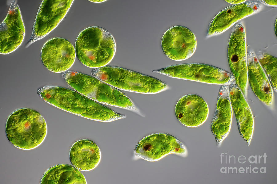 Euglena Sp #1 Photograph by Frank Fox/science Photo Library