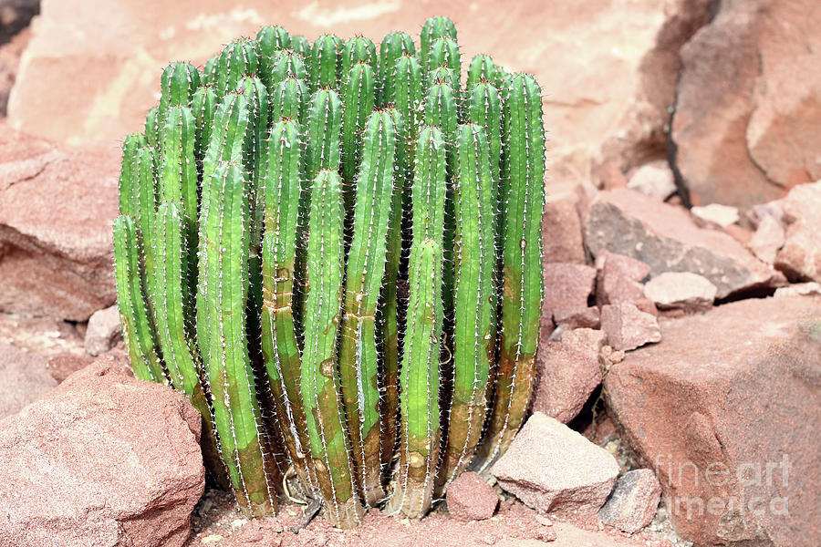 Euphorbia resinifera - Resin spurge #1 Photograph by Michal Boubin