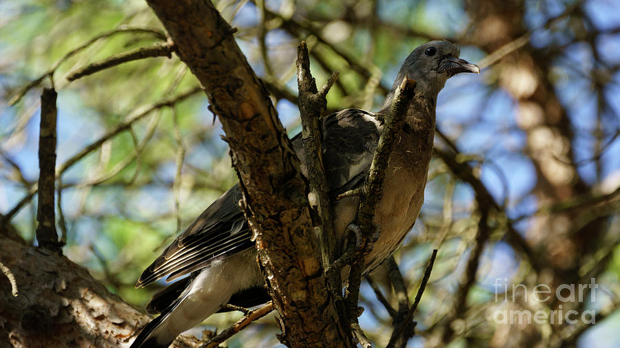 Eurasian Collared-Dove Streptopelia decaocto #1 Photograph by Pablo Avanzini
