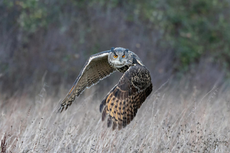 Eurasian Eagle Owl Flying #1 Photograph by Mark Hunter