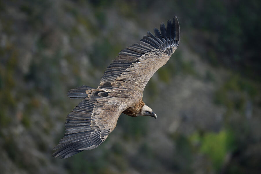 Eurasian Griffon Vulture In Flight, Gorges De La Jonte #1 Photograph by ...