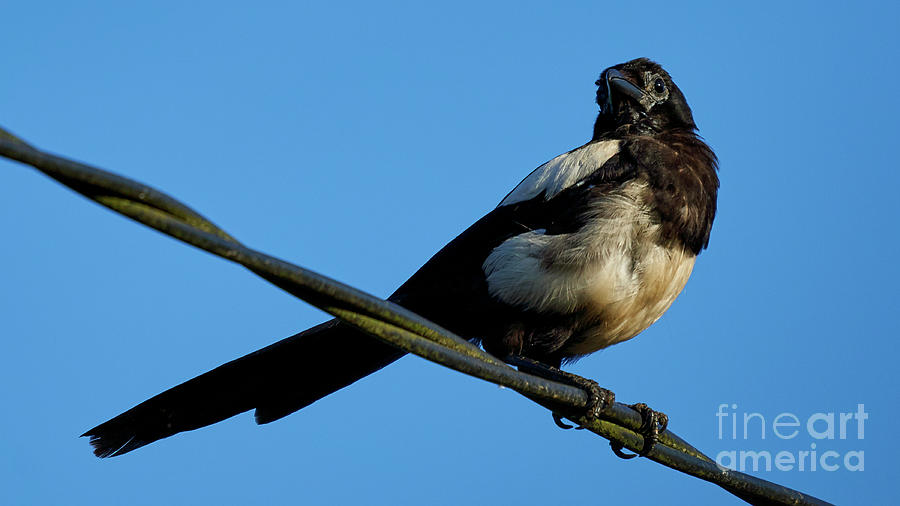 Eurasian Magpie Pica Pica Perched on Wire #1 Photograph by Pablo Avanzini