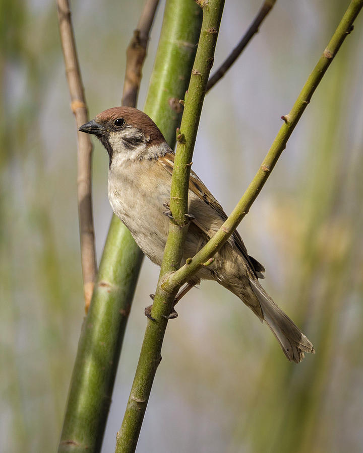 Eurasian Tree Sparrow Zhangye Wetland Park Gansu China #1 Photograph by Adam Rainoff