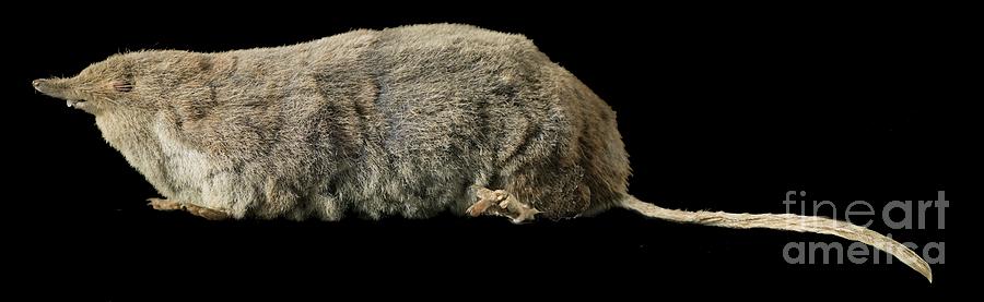 Eurasian Water Shrew #1 Photograph by Natural History Museum, London/science Photo Library