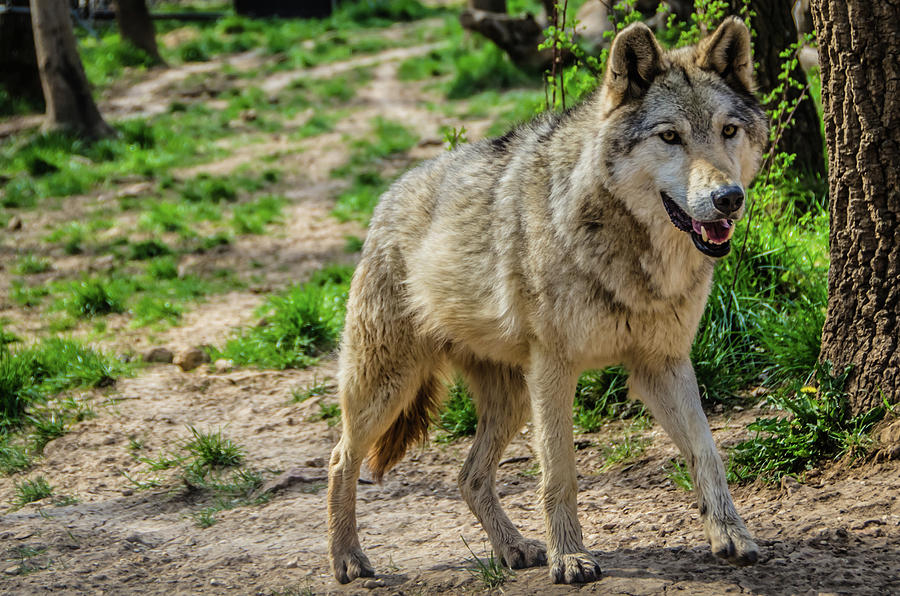Eurasian wolf  #1 Photograph by Tito Slack