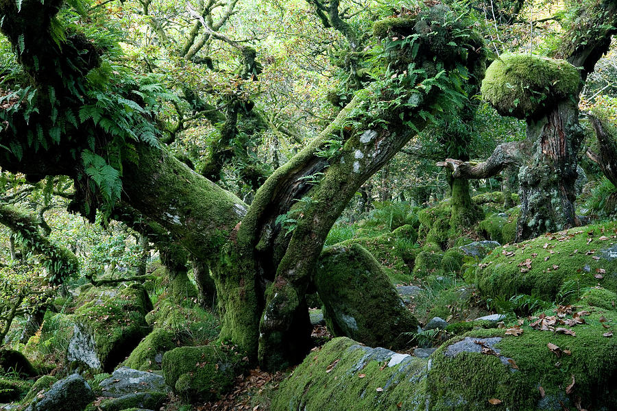 Europe, England, Devon, Oak Forest Wistman`s Wood In The Dartmoor Near Two Bridges #1 Photograph by H.& D. Zielske
