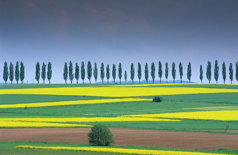 Europe, Germany, Lower Saxony, Canola Fields And Avenues Of Trees Near Duderstadt, Eichsfeld #1 Photograph by H.& D. Zielske