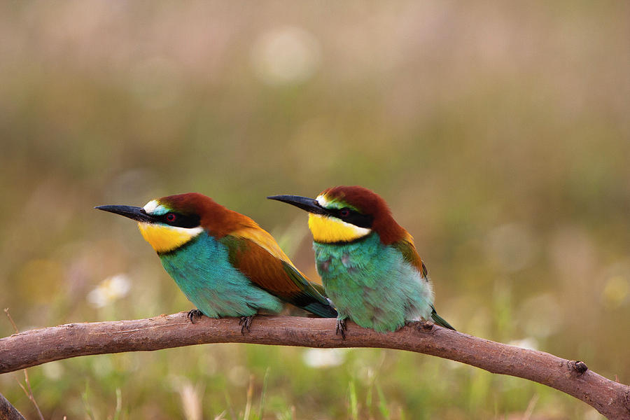 European Bee-eater Digital Art by Ugo Mellone - Fine Art America