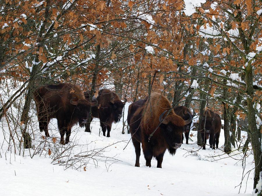 European Bison Photograph - European Bison by Javier Trueba/msf/science Photo Library European Bison Photograph - European Bison by Javier Trueba/msf/science Photo Library