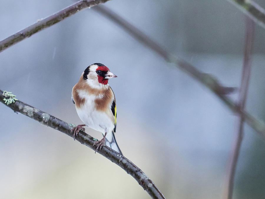 European Goldfinch looking right #1 Photograph by Jouko Lehto