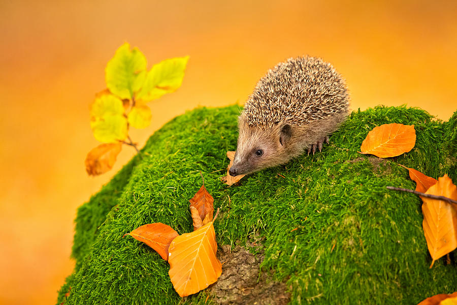 European Hedgehog #1 Photograph by Milan Zygmunt