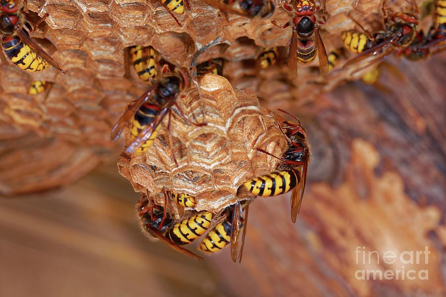 Nature Photograph - European Hornet #1 by Heiti Paves/science Photo Library