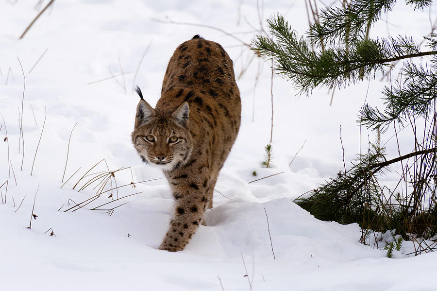 European Lynx (lynx Linx), Captive, Bavarian Forest National Park ...