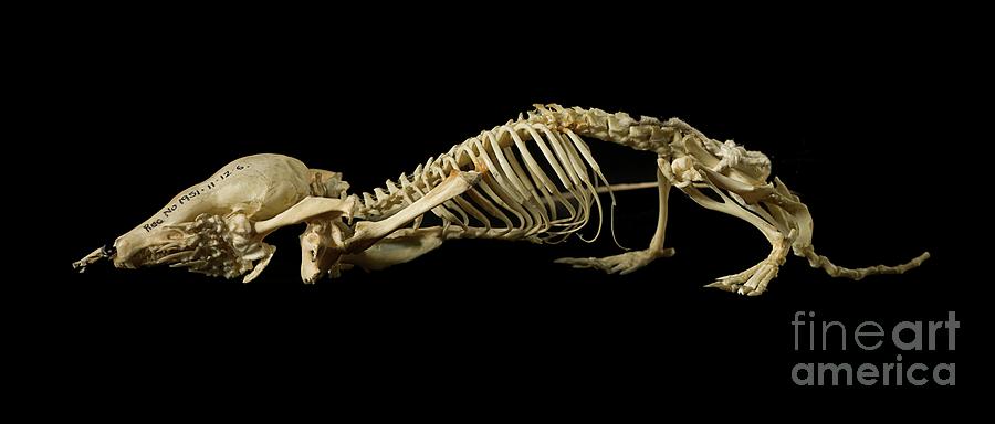 European Mole Skeleton #1 Photograph by Natural History Museum, London/science Photo Library