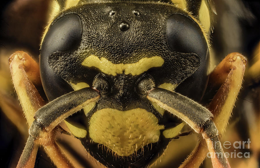 Wildlife Photograph - European Paper Wasp Head #1 by Laguna Design/science Photo Library