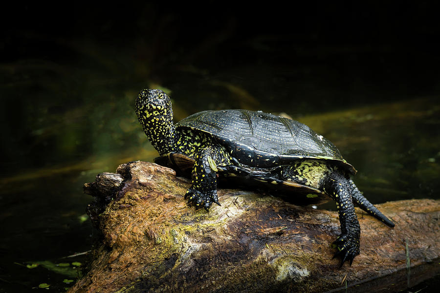 European pond turtle sitting on a trunk in a pond Photograph by Stefan ...