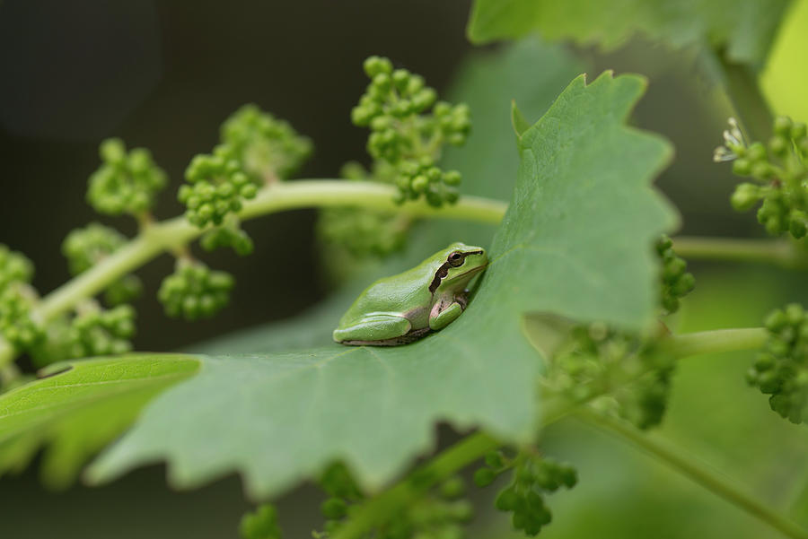 Wildlife Photograph - European Tree Frog Resting On Vine Leaf. Camargue #1 by Jean E. Roche / Naturepl.com
