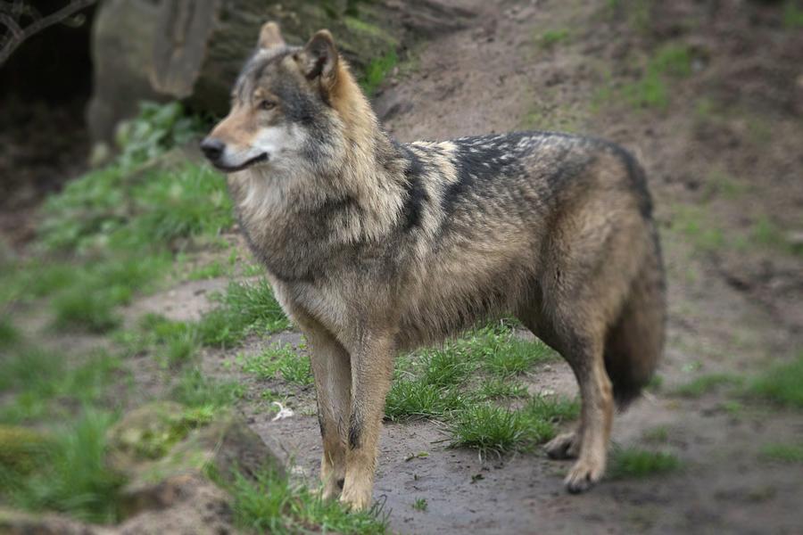 European Wolf Photograph by DC Prints - Pixels