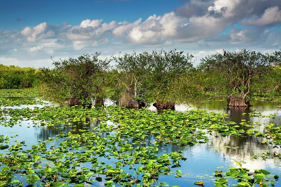 Everglades National Park Digital Art by Claudia Uripos - Fine Art America