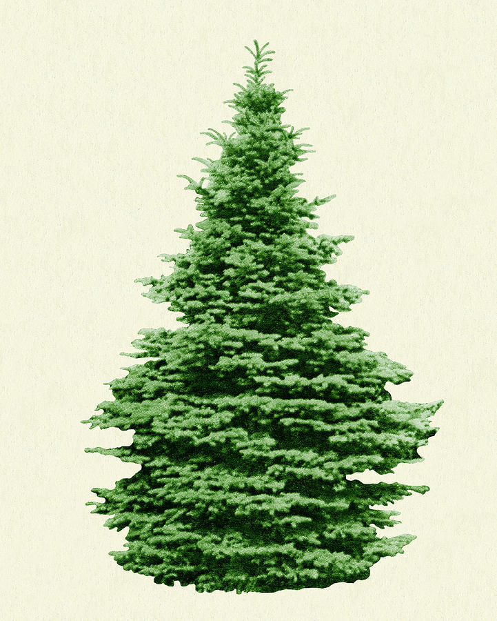 Christmas Drawing - Evergreen Tree #1 by CSA Images