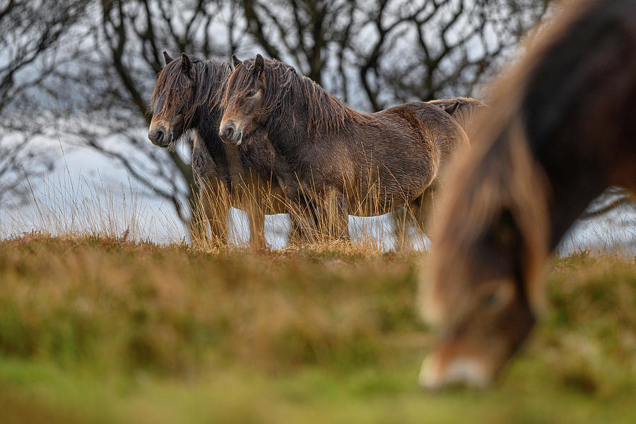 Exmoor Ponies In Exmoor National Park, England Photograph by Nick ...