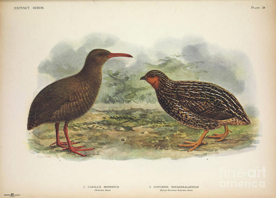 Extinct Birds #1 Photograph by Photostock-israel/science Photo Library Extinct Birds #1 Photograph by Photostock-israel/science Photo Library