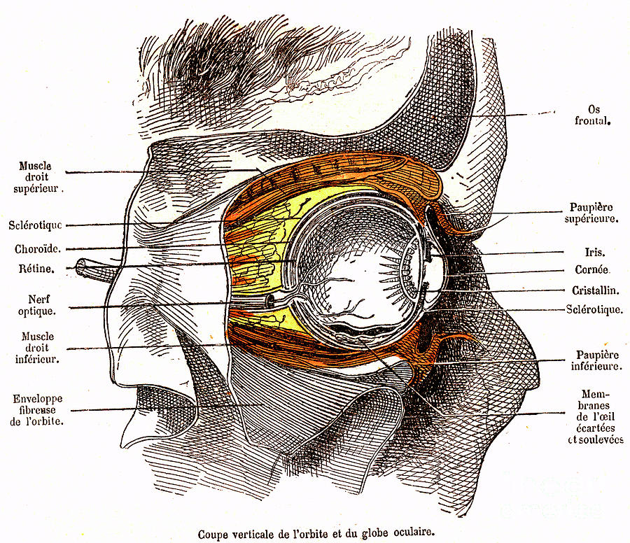 Eye Anatomy #1 Photograph by Collection Abecasis/science Photo Library