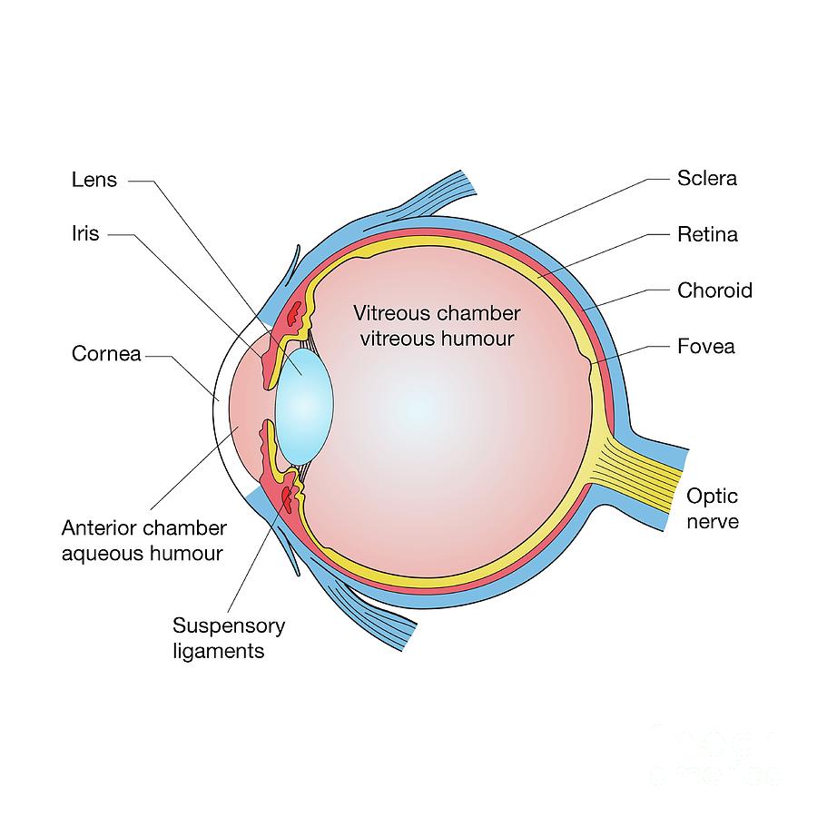 Eye Anatomy Photograph by Science Photo Library | Pixels